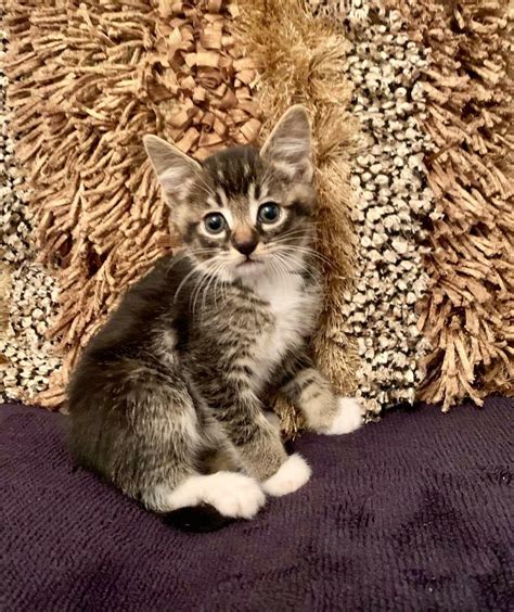 Playful Male Tabby Kitten Ready For His Forever Home In Croydon