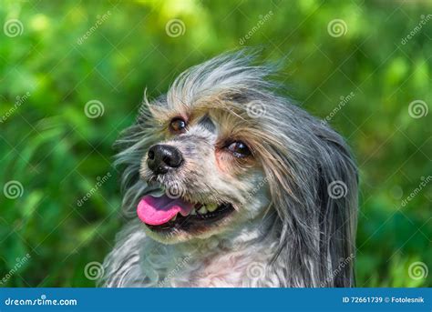 Langhaariger Hund Auf Dem Gras Stockbild Bild Von Hund Sommer 72661739