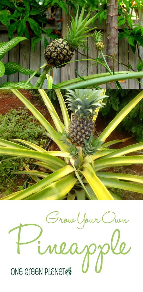 How To Grow Your Own Pineapple Growing Pineapple Pineapple Planting