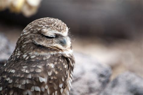 Sleeping Owl Free Stock Photo Public Domain Pictures
