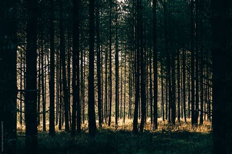 Sunlight Through A Dense Forest Norfolk Uk By Stocksy Contributor