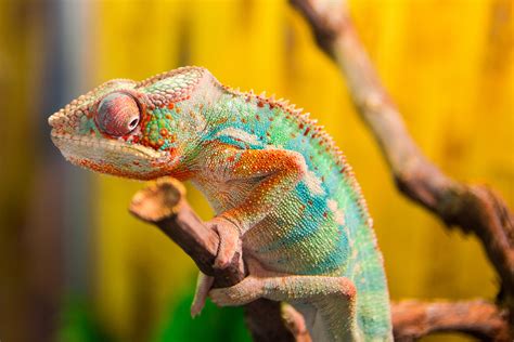 Setting Your Temperature for You and Your Exotic Pets - Hansberger ...