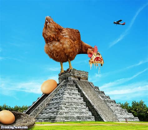 Download 30 Funny Chicken Iphone Wallpaper Gambar Terbaik Postsid