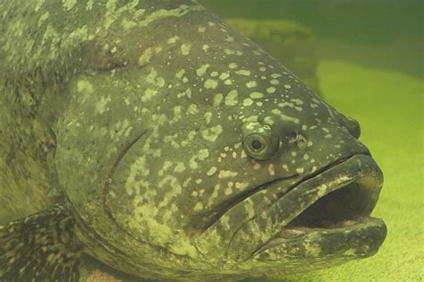 Rule Allowing The Fishery For Juvenile Goliath Grouper Must Be Reversed