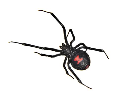 The black widow spider is a large widow spider found throughout the world and commonly associated with urban habitats or agricultural areas. How to tell if a Spider is venomous :: Western AllPest ...