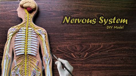 How To Make Nervous System 3d Project Diy Project Youtube