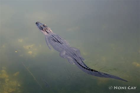 Blue Hole Resident Alligator Noni Cay Photography
