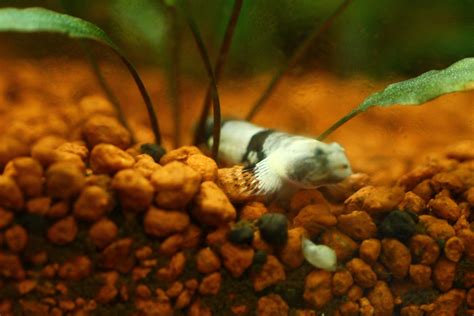 Panda Goby The Planted Tank Forum