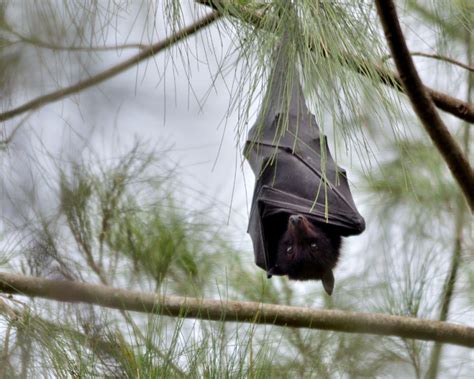 Black Flying Fox Facts Diet Habitat And Pictures On Animaliabio