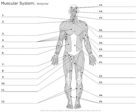 Muscle Anatomy Worksheets 99worksheets