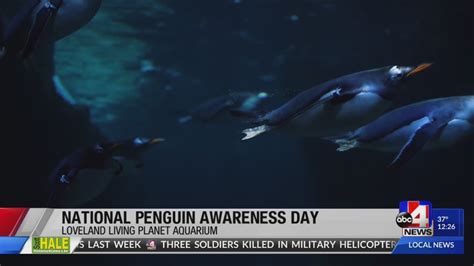 National Penguin Awareness Day Youtube