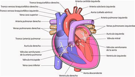 Sistema Circulatorio Biología Ilustrada