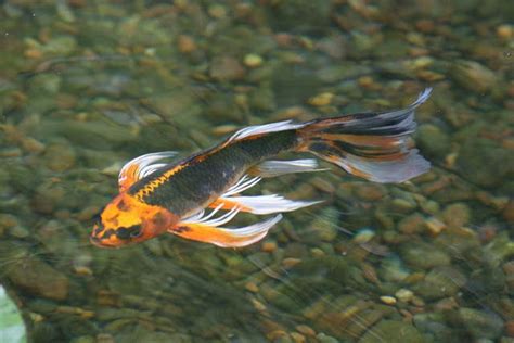 The fish are a breed of the common carp, cyprinus carpio, which includes numerous wild carp races as well as domesticated koi (nishikigoi). Aquascape Your Landscape: Pleasures of Pond Fish ...