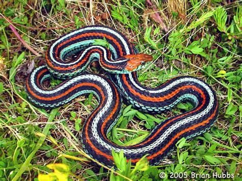 Reptile Facts San Francisco Garter Snake Thamnophis Sirtalis