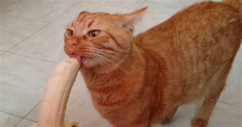 Adorable Video Shows Mao The Cat Trying To Eat A Banana Mirror Online