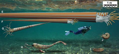 Spineless Giants Track Oceanic Revolutions Prehistoric