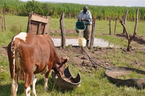 Cattle rearing has become the main source of income for thousands of families in the remote char areas in the district. Searching for the best climate adaptation options for ...
