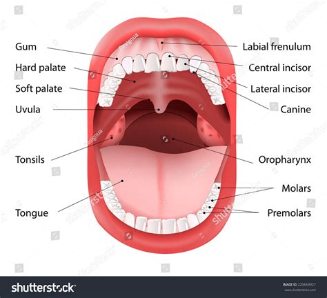It is sponsored by the american veterinary medical association (avma) as a subtle reminder to keep an eye on fido's and. Parts Human Mouth Open Mouth White Stock Vector 220669927 ...