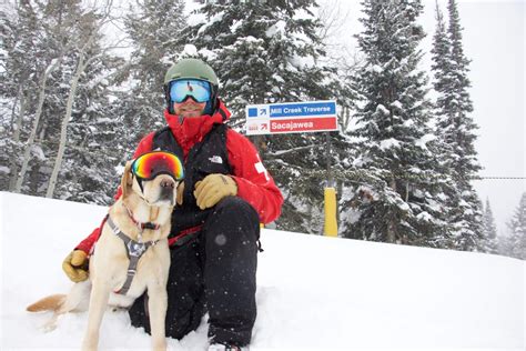 Everything You Ever Wanted To Know About Ski Patrol Dogs Snowbrains