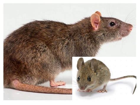 Ratte Und Maus Foto Und Beschreibung Der Unterschiede