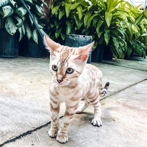 15 Brilliant Facts You Didnt Know About Bengal Cats Bengal Cat