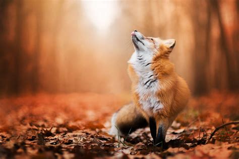 Animal Fox Hd Wallpaper