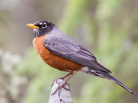 What Is The State Bird Of Wisconsin And Why Birdfact