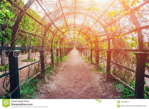 Green Tunnel With Sunlight In Spring Park Foliage Natural Arch Walkway