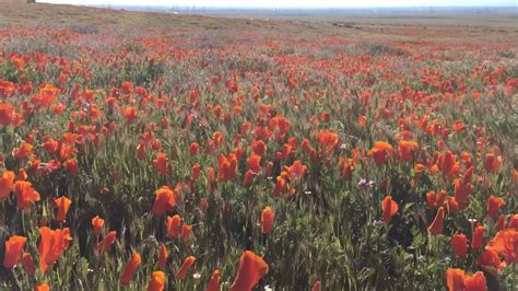 Antelope Valley Super Bloom Youtube