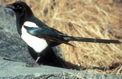Black Billed Magpie American Magpie Profile Facts Traits Bird