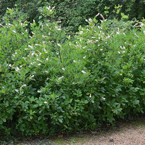 Sweetpepper Bush Summersweet Clethra Alnifolia Monticello Shop