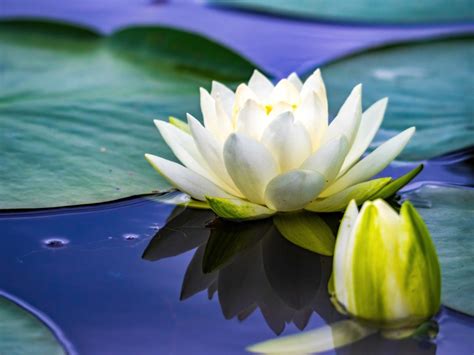 Water Lily Plants How To Grow A Water Lily Gardening Know How