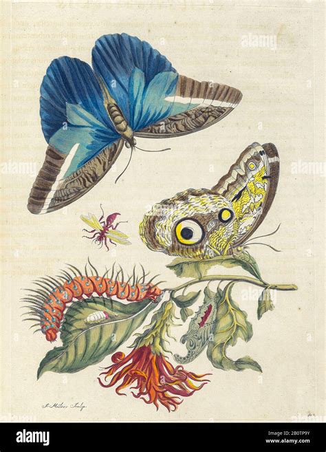 Plant And Butterfly From Metamorphosis Insectorum Surinamensium
