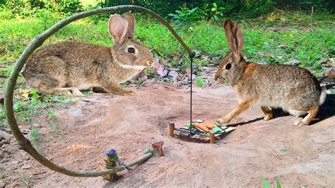 How To Make A Homemade Rabbit Trap