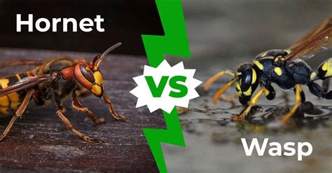 Hornet Vs Wasp Difference Between A Wasp And Hornet Blog Asa Pest Control