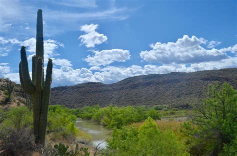 Small birds excavate nest cavities inside the saguaro's pulpy flesh, and large ones build stick nests. ASU researchers sequence genome of iconic saguaro cactus ...