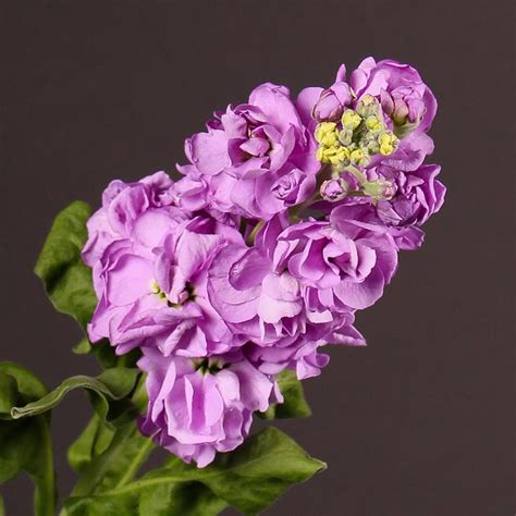 Purple Flowers Are In A Vase With Green Leaves