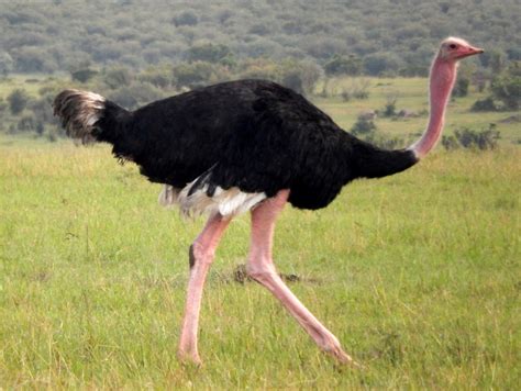 Ostrich Male Photo