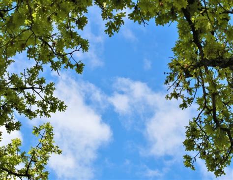 Tree Framed Blue Sky Background Free Stock Photo Public Domain Pictures