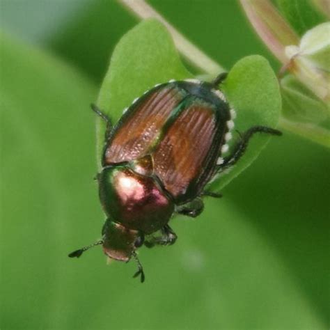 Japanese Beetle Popillia Japonica Bugguidenet