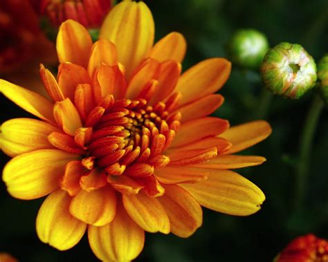 Flowers Chrysanthemum Orange Color Autumn Blossoming 4k Hd Desktop