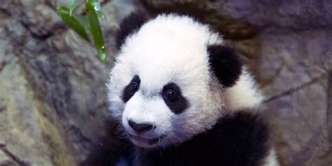 Panda Cam At National Zoo Goes Dark From Government Shutdown Business