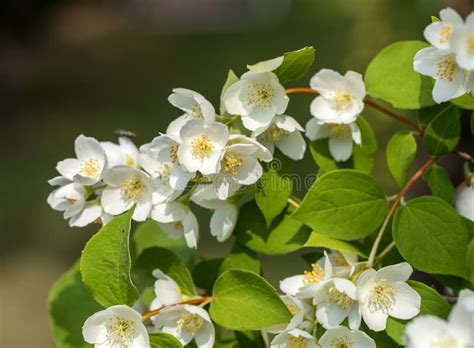 Beautiful Blossoming Branch Of Jasmine In Garden Stock Photo Image