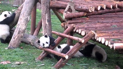 Baby Pandas Playing Youtube