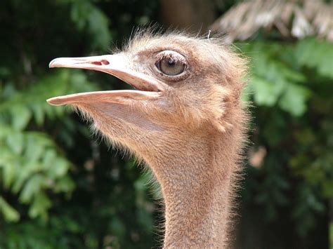 Ostrich Head Detail Free Photo Download Freeimages