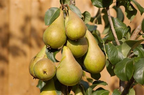 7 Types Of Pears To Sink Your Teeth Into