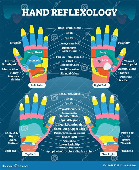 hand reflexology chart description vector illustration 42172160