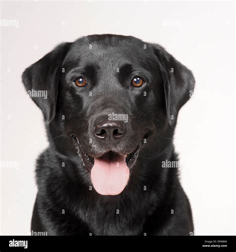Black Labrador Hi Res Stock Photography And Images Alamy