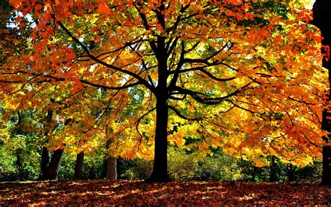 Autumn Forest Trees Yellow Leaves Branches Sunlight Wallpaper