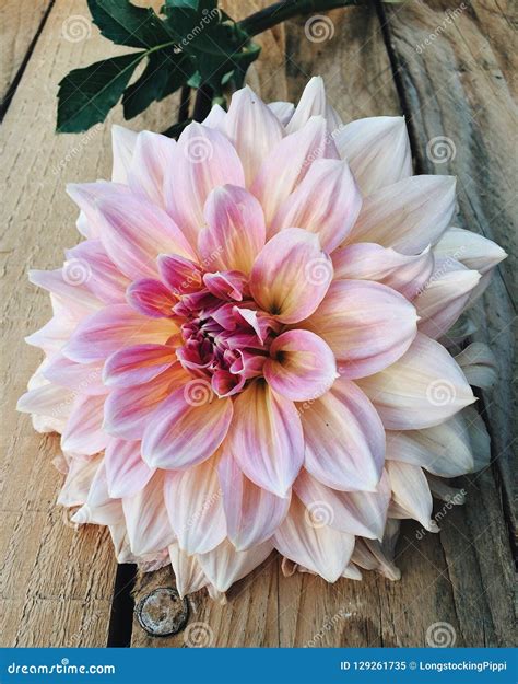 Beautiful Dahlia Flower In Bloom Stock Image Image Of Dahlias Flower